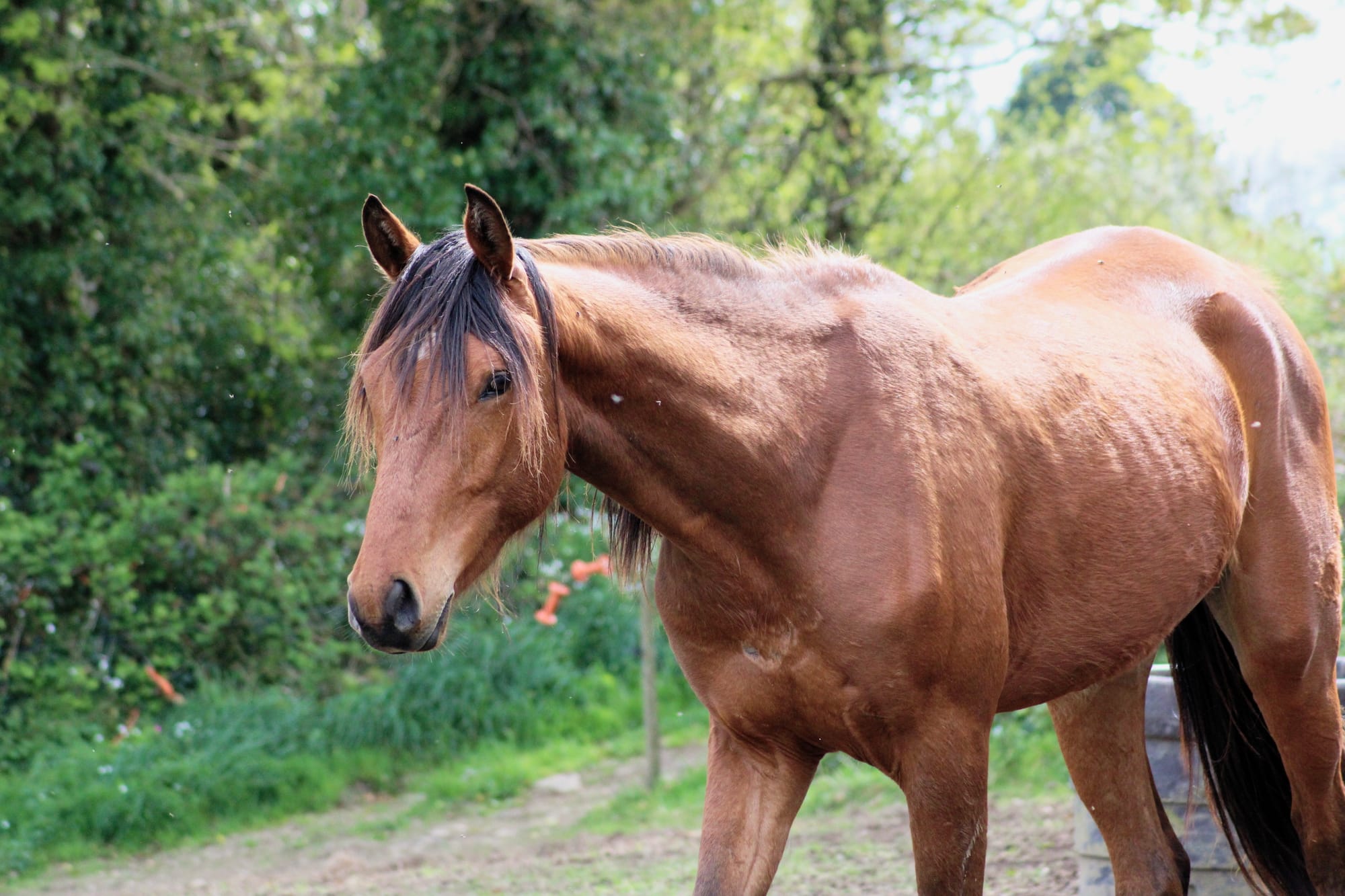 Mystic Toul Ar C'hoat  (a vendre)