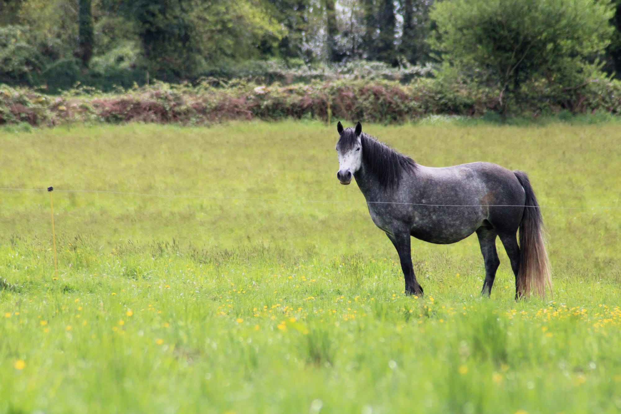 kentila toul ar c'hoat