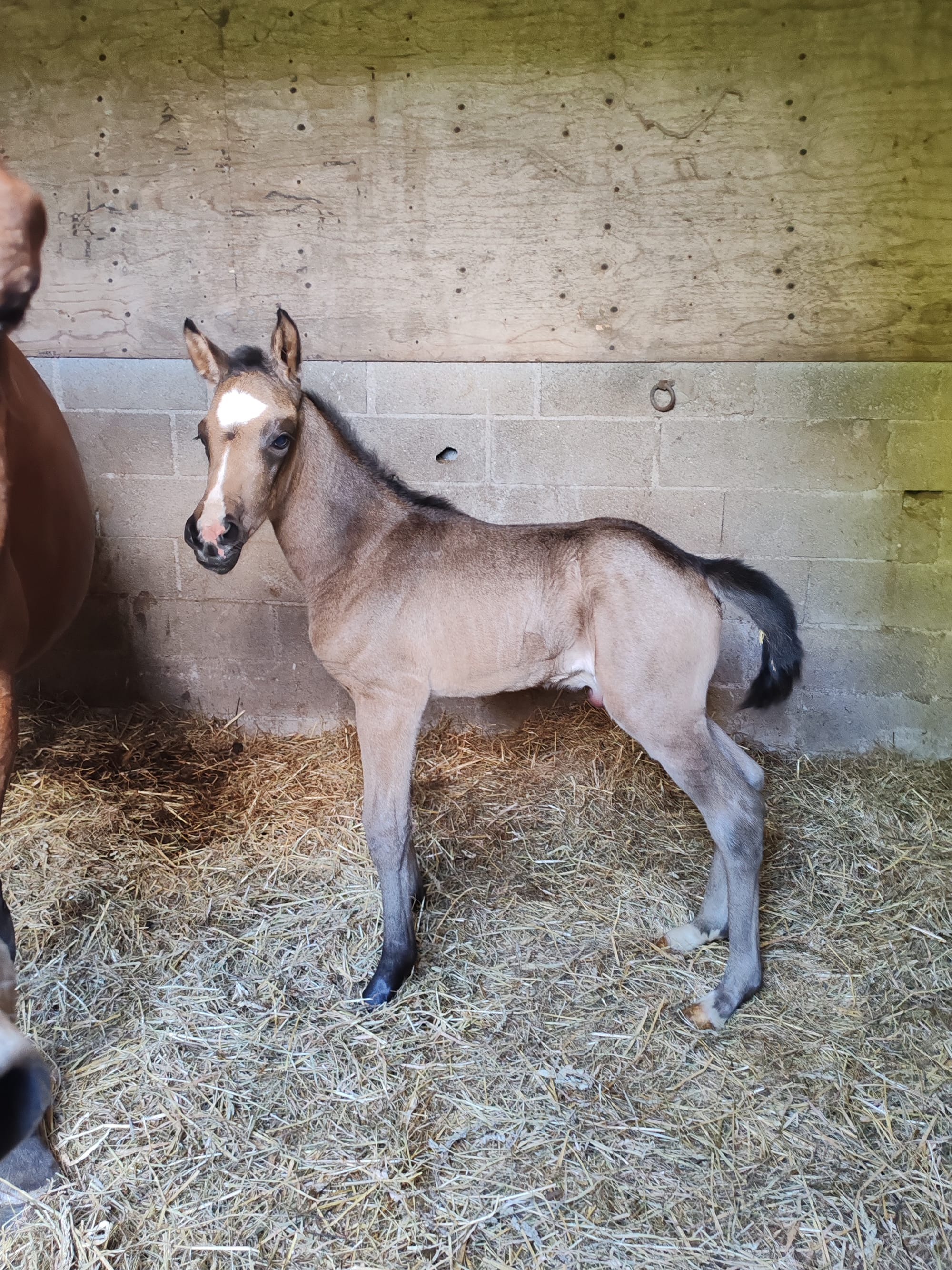 Panam Toul ar c'hoat ( a vendre )