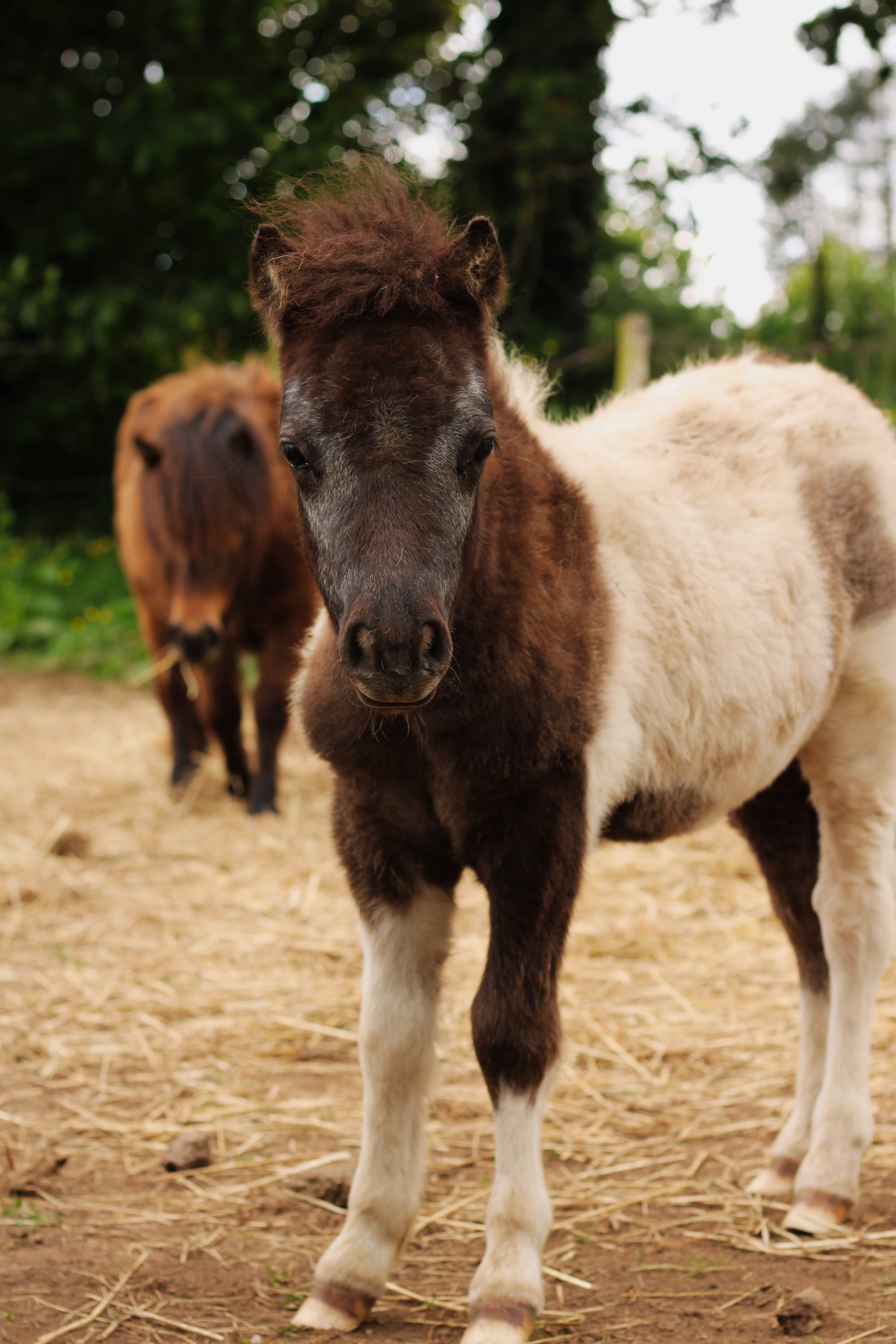 Pollux Toul ar c'hoat