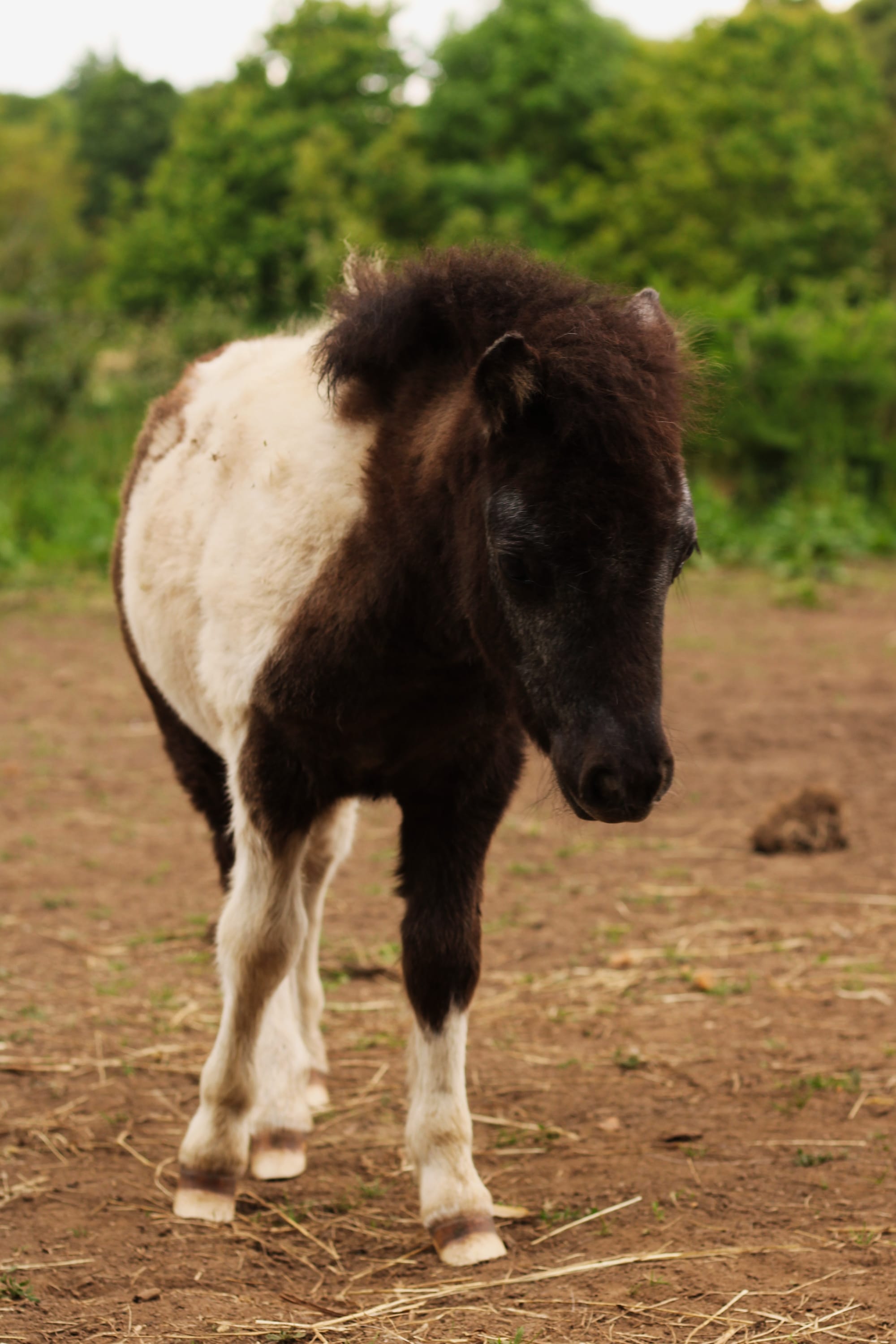 Pollux Toul ar c'hoat