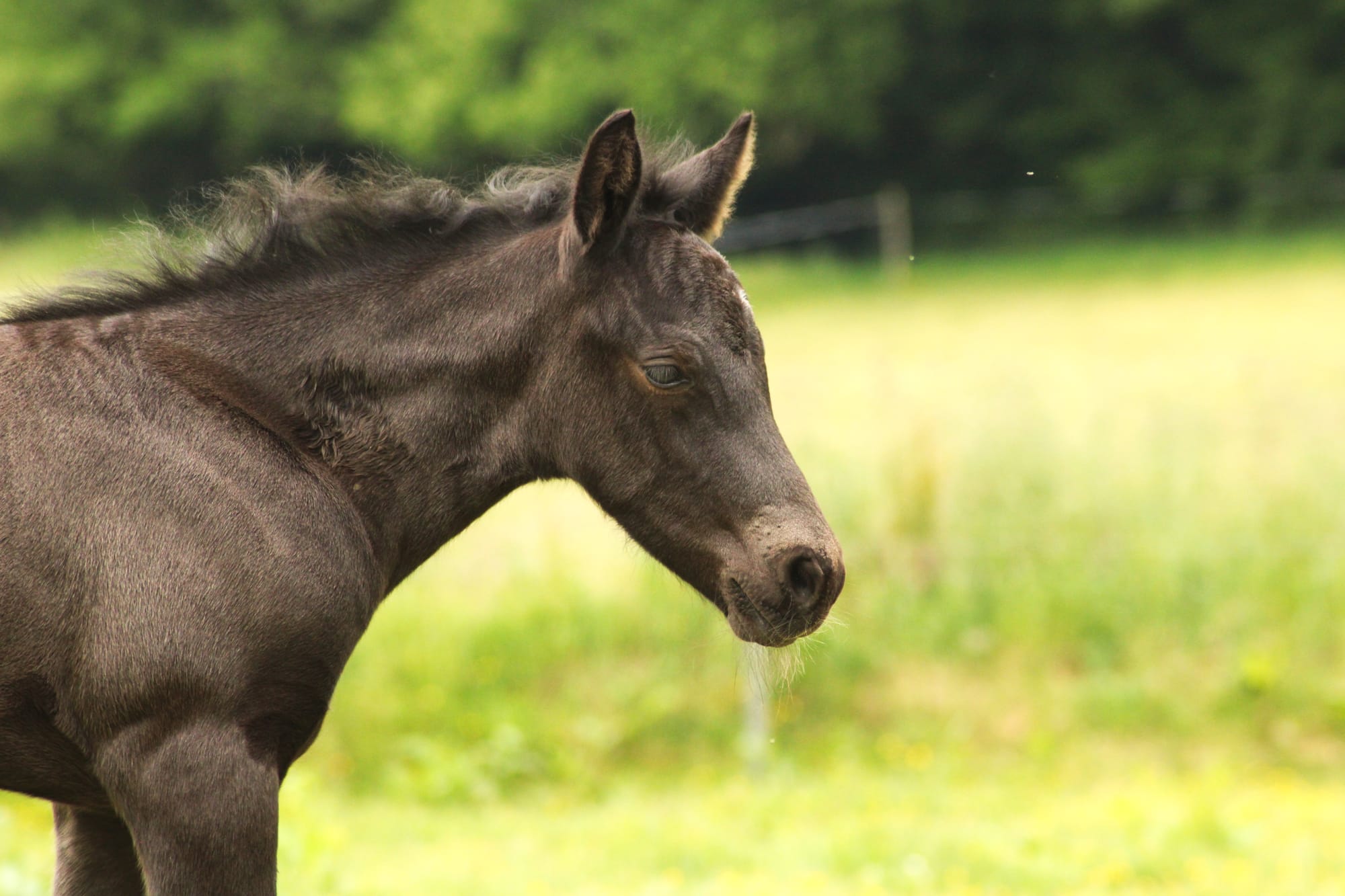 Poutchi Toul ar c'hoat VENDU