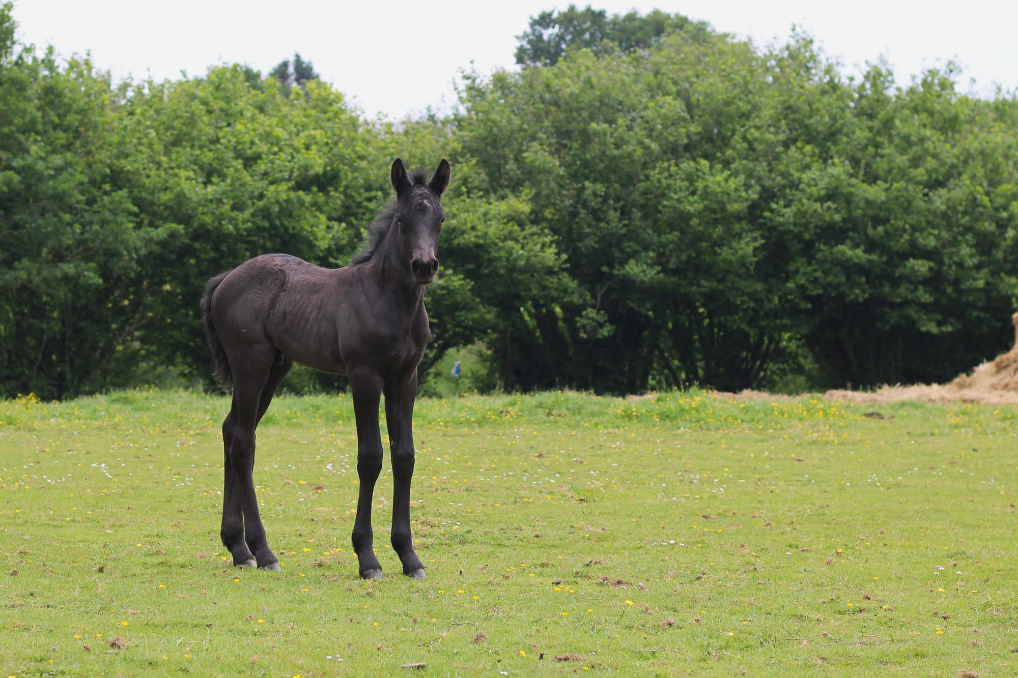 Poutchi Toul ar c'hoat VENDU