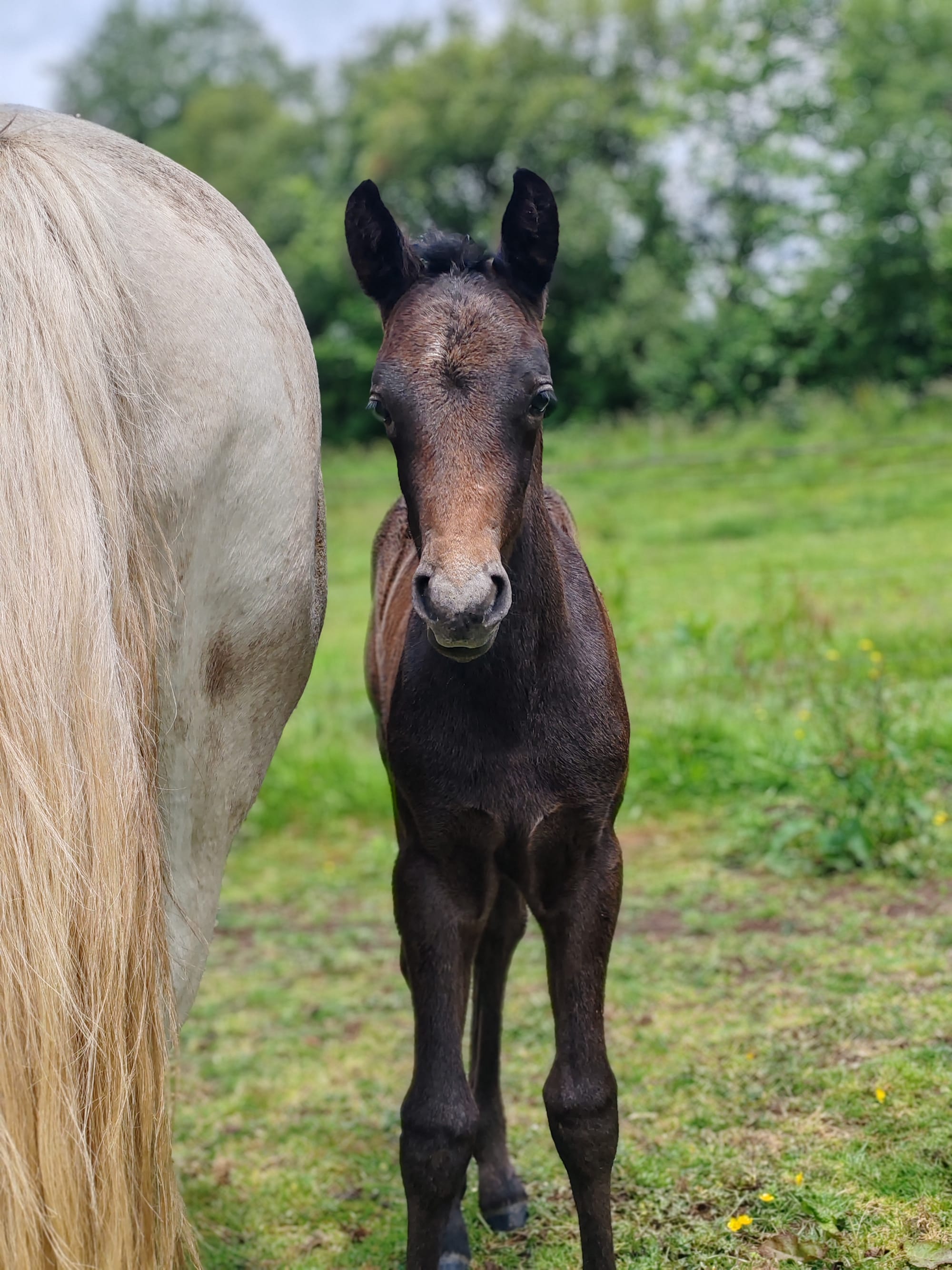 Pin up Toul ar c'hoat ( a vendre )