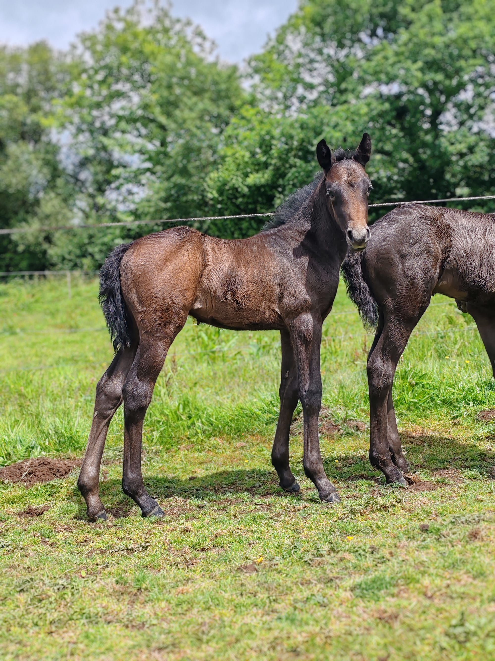 Pin up Toul ar c'hoat ( a vendre )