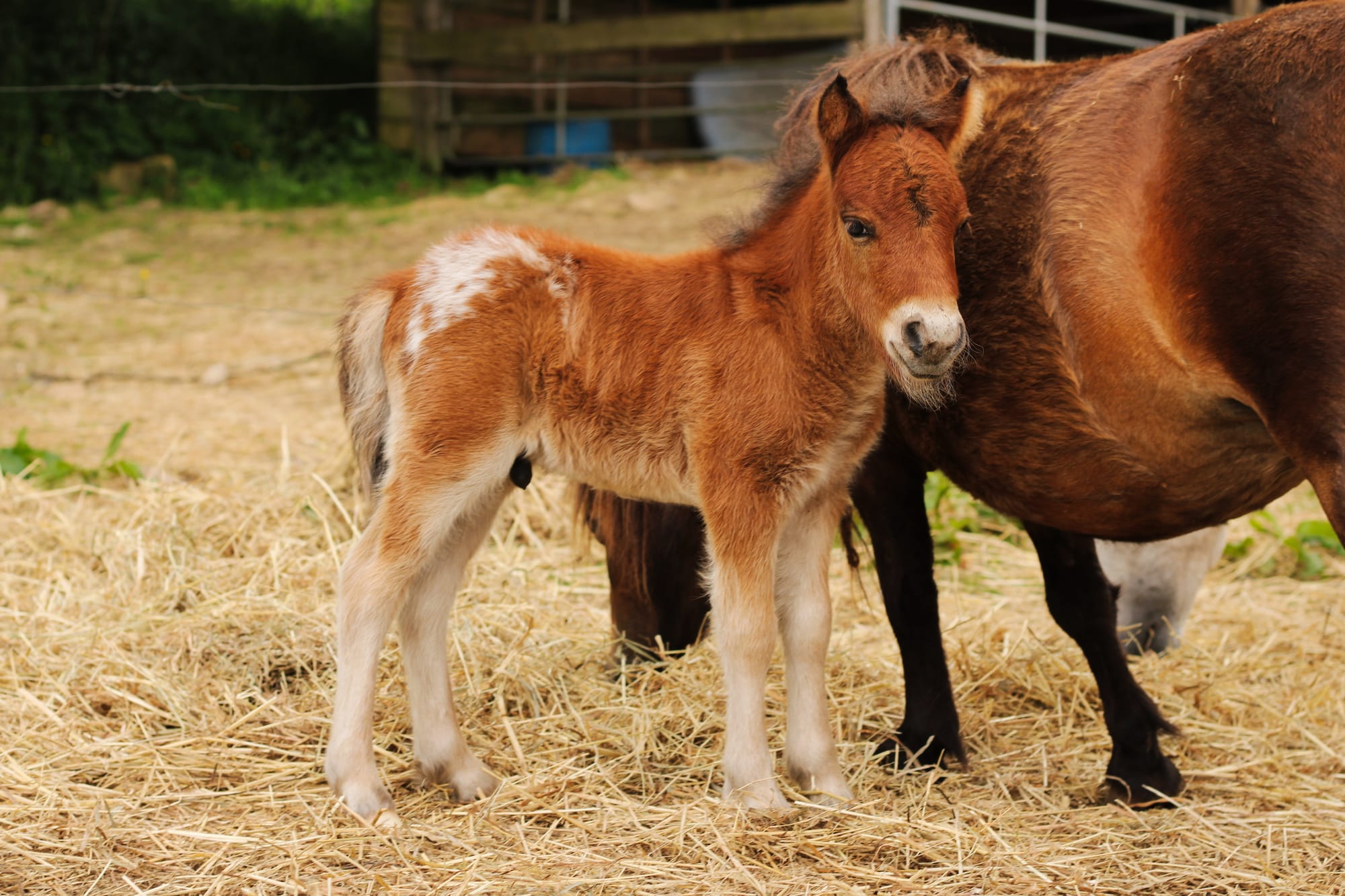 Pepsi Toul ar c'hoat