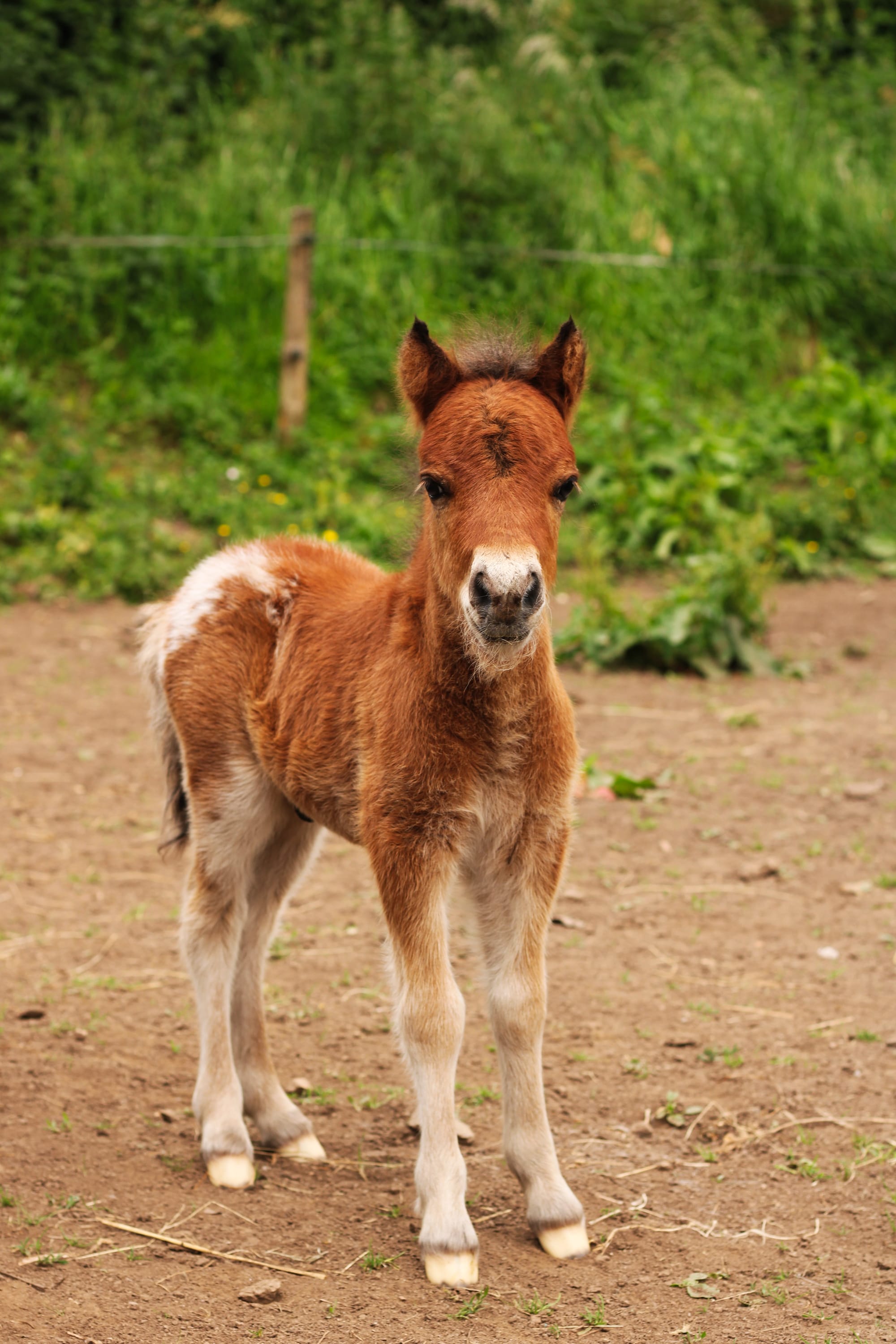 Pepsi Toul ar c'hoat