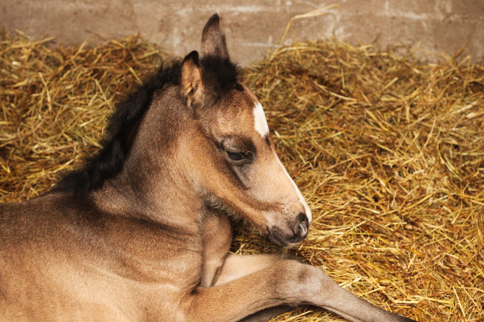 Panam Toul ar c'hoat ( a vendre )