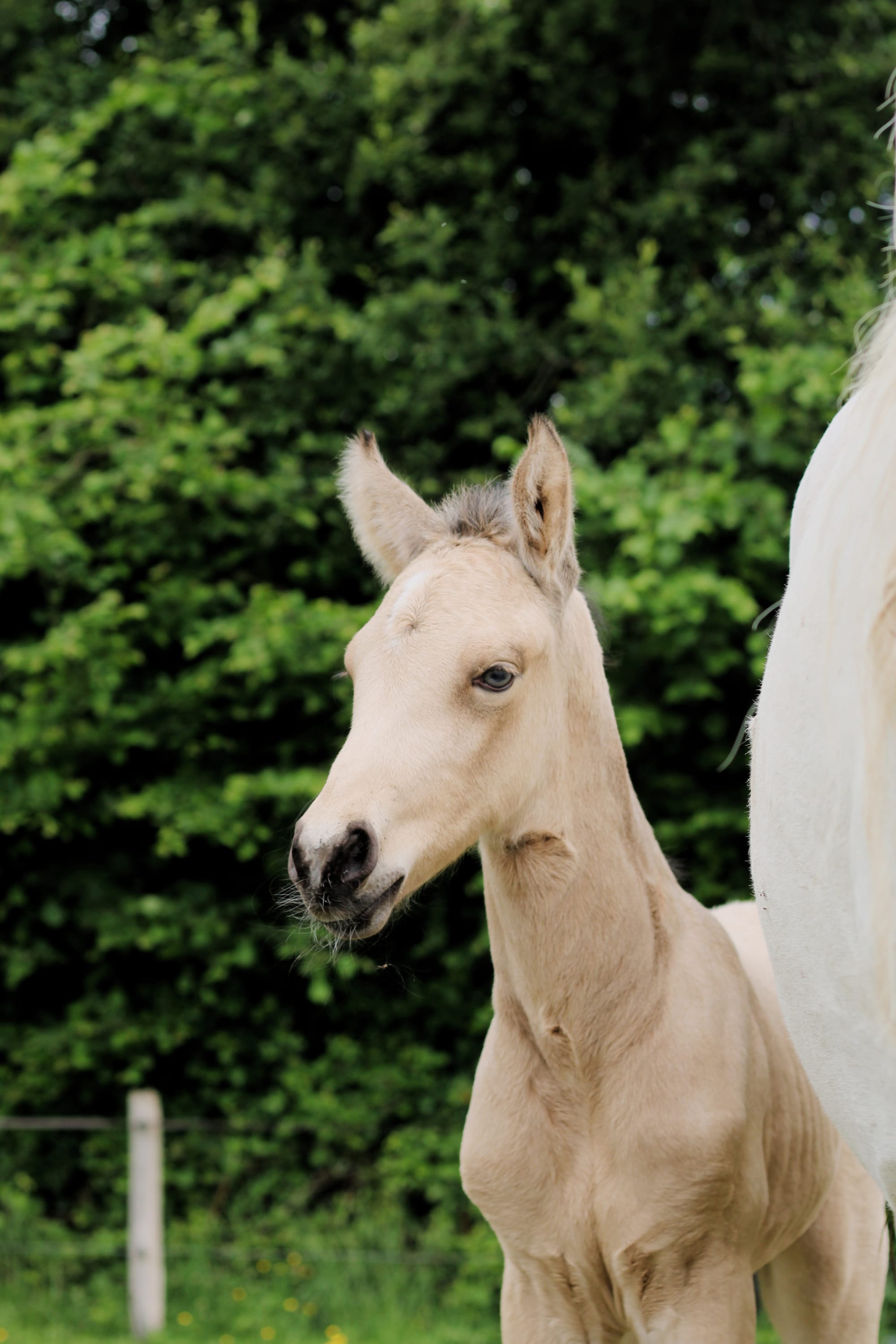 Pixel Toul ar c'hoat VENDU