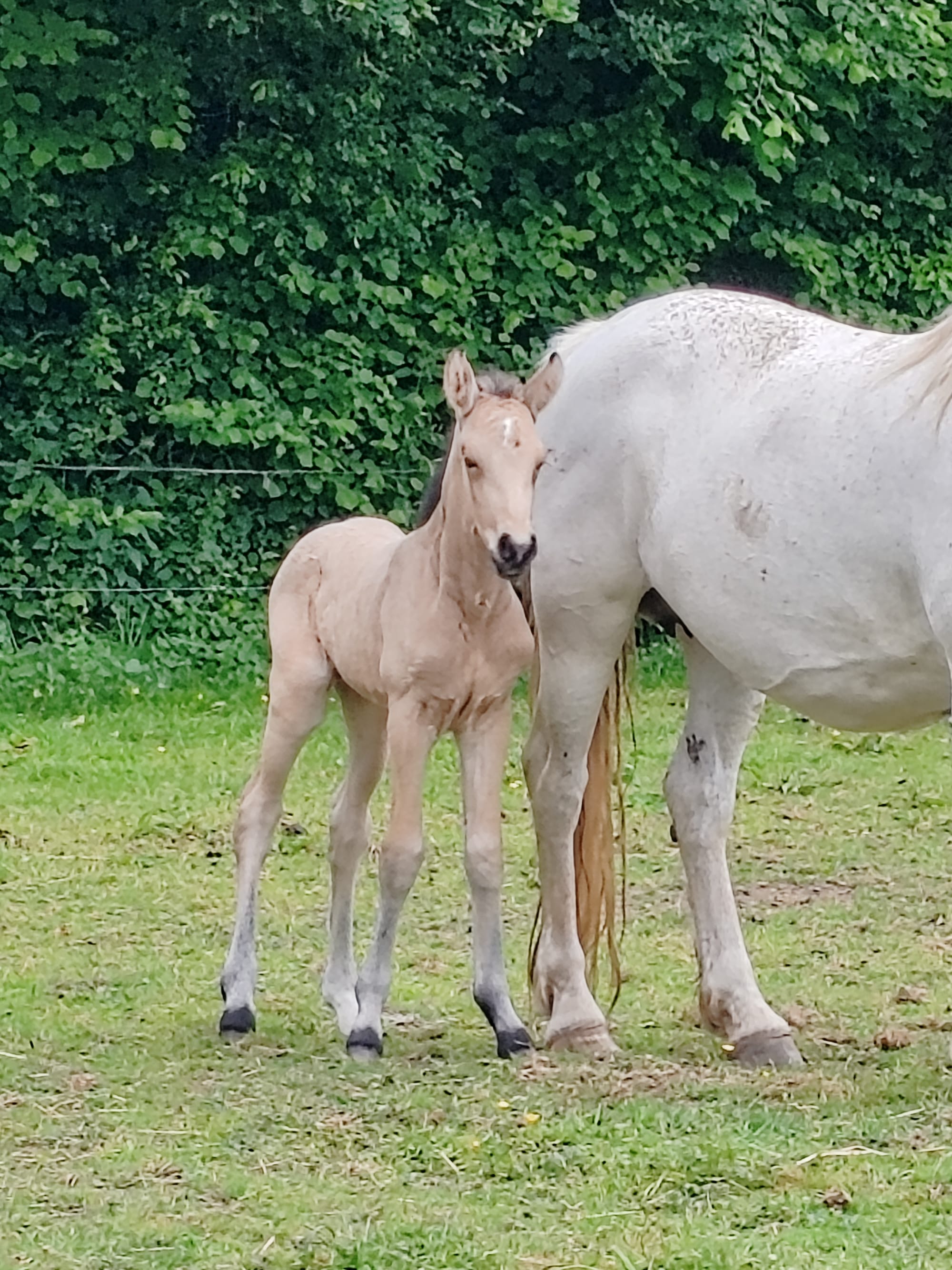 Pixel Toul ar c'hoat VENDU