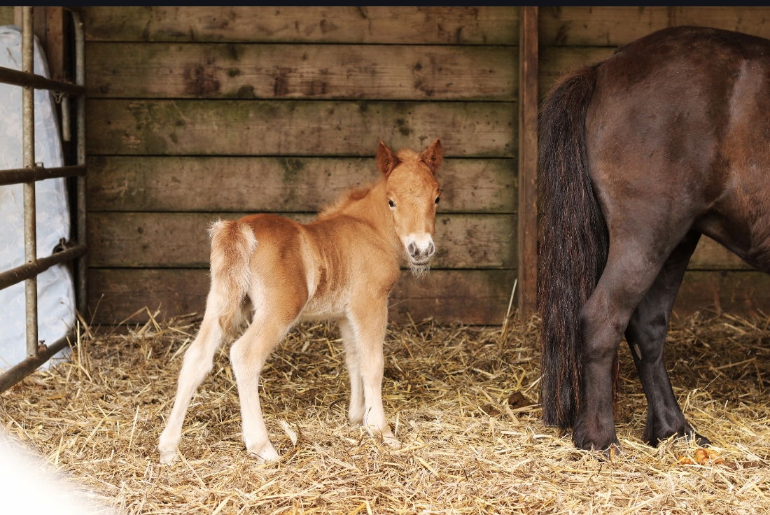 Poly Toul ar c'hoat ( a vendre )