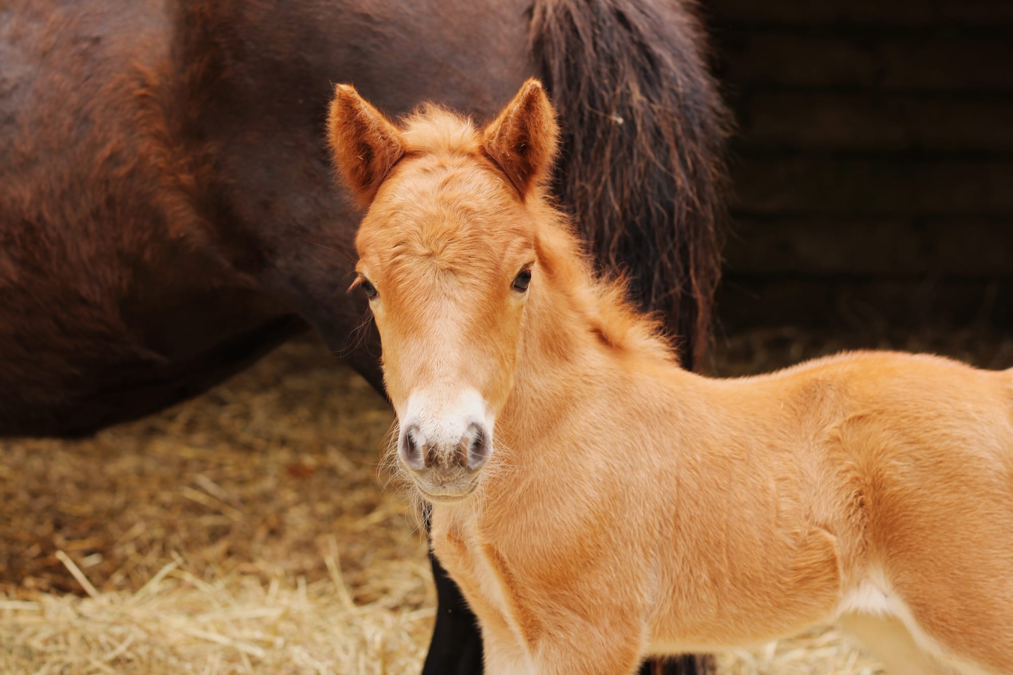 Poly Toul ar c'hoat ( a vendre )