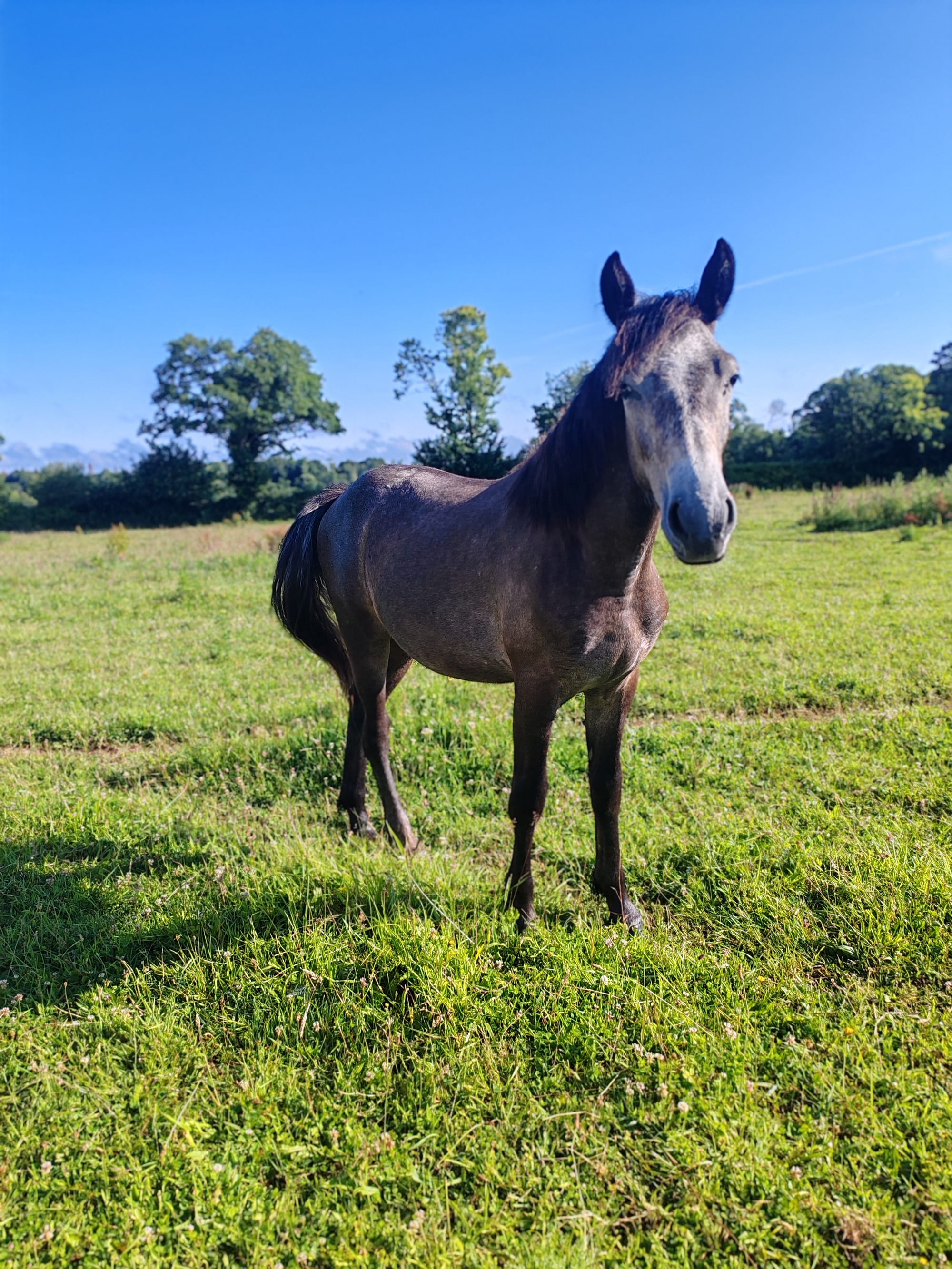 Oups Toul ar c'hoat (a vendre)