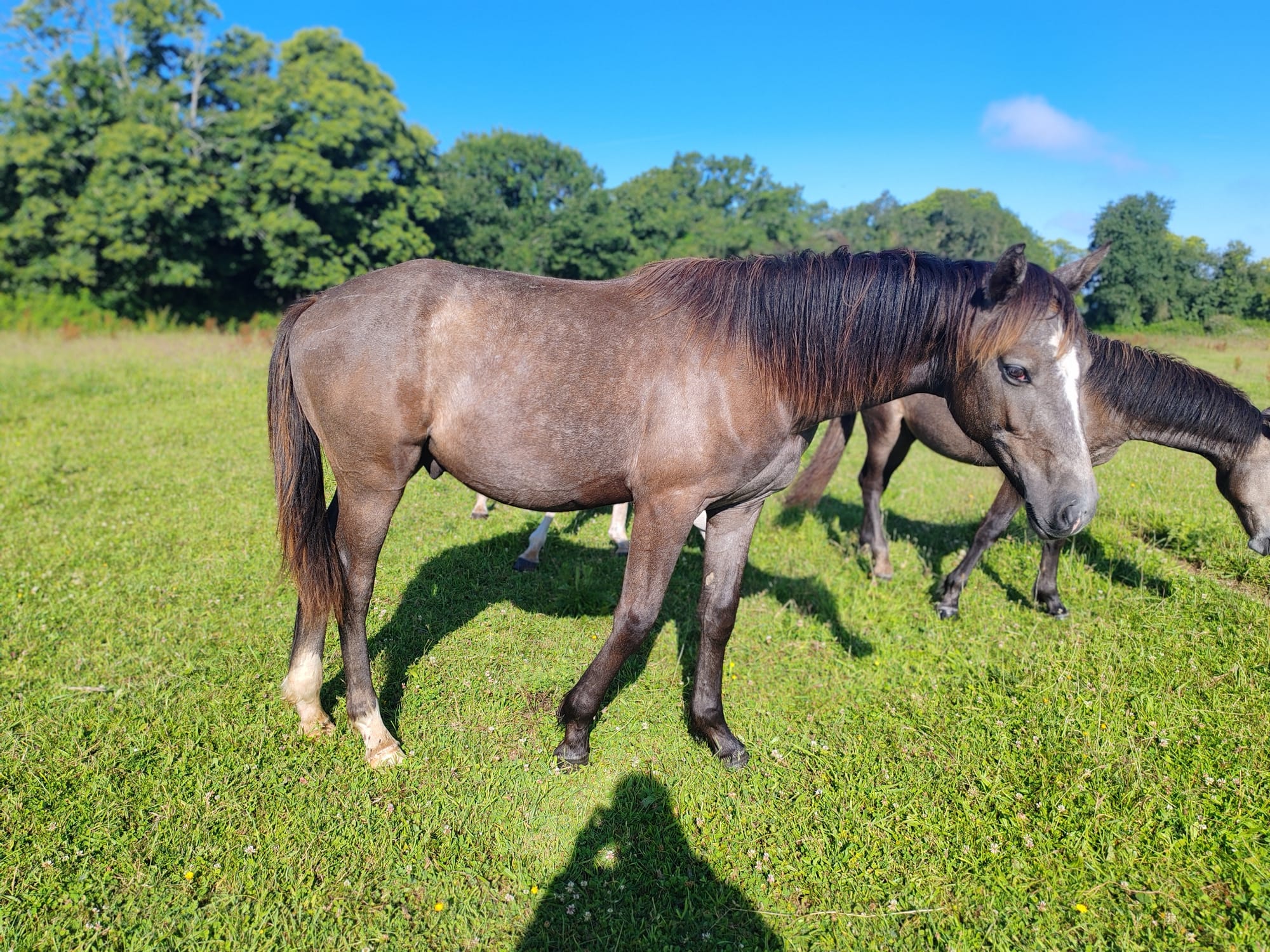 Obistro Toul ar c'hoat