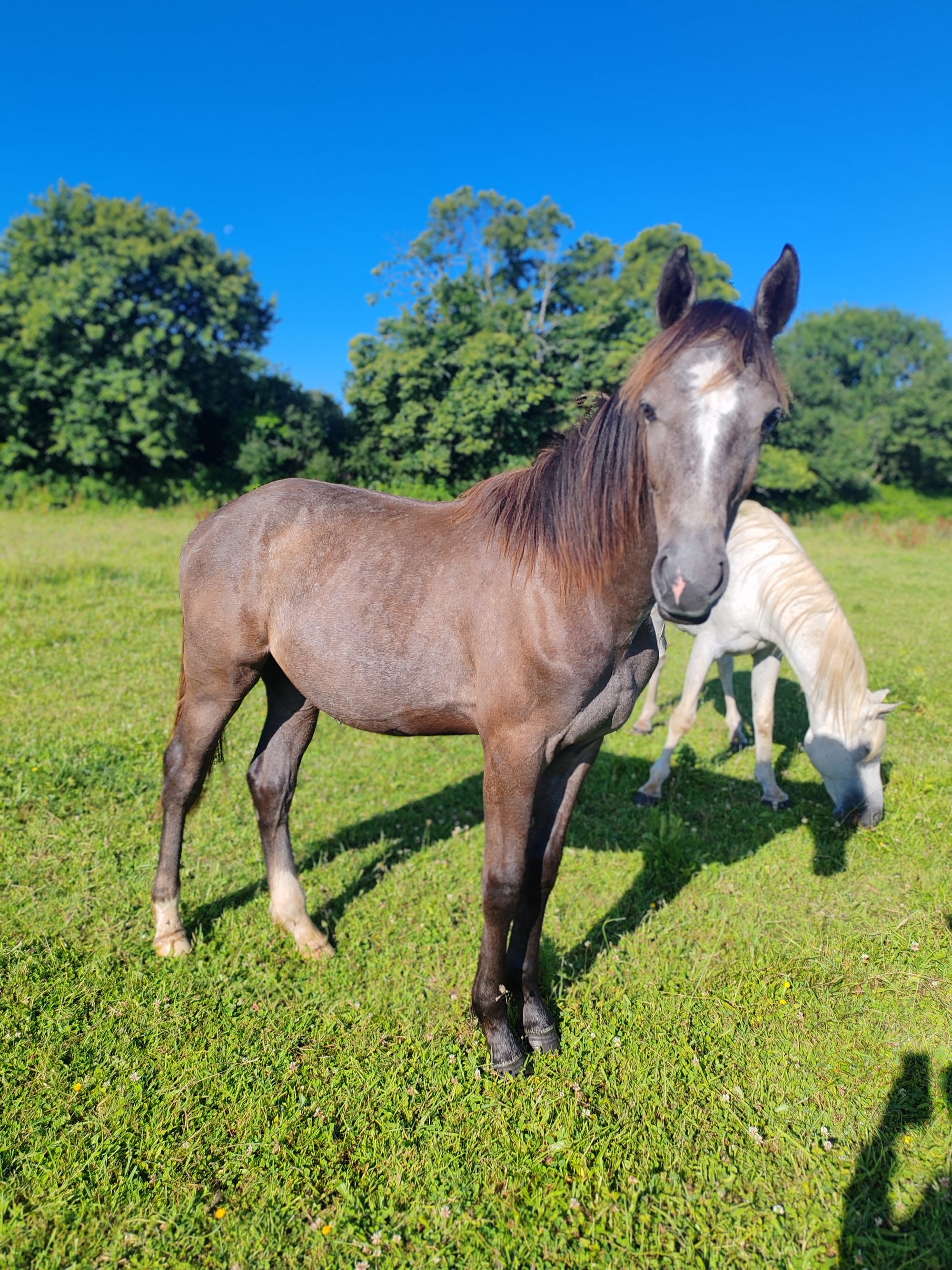 Obistro Toul ar c'hoat