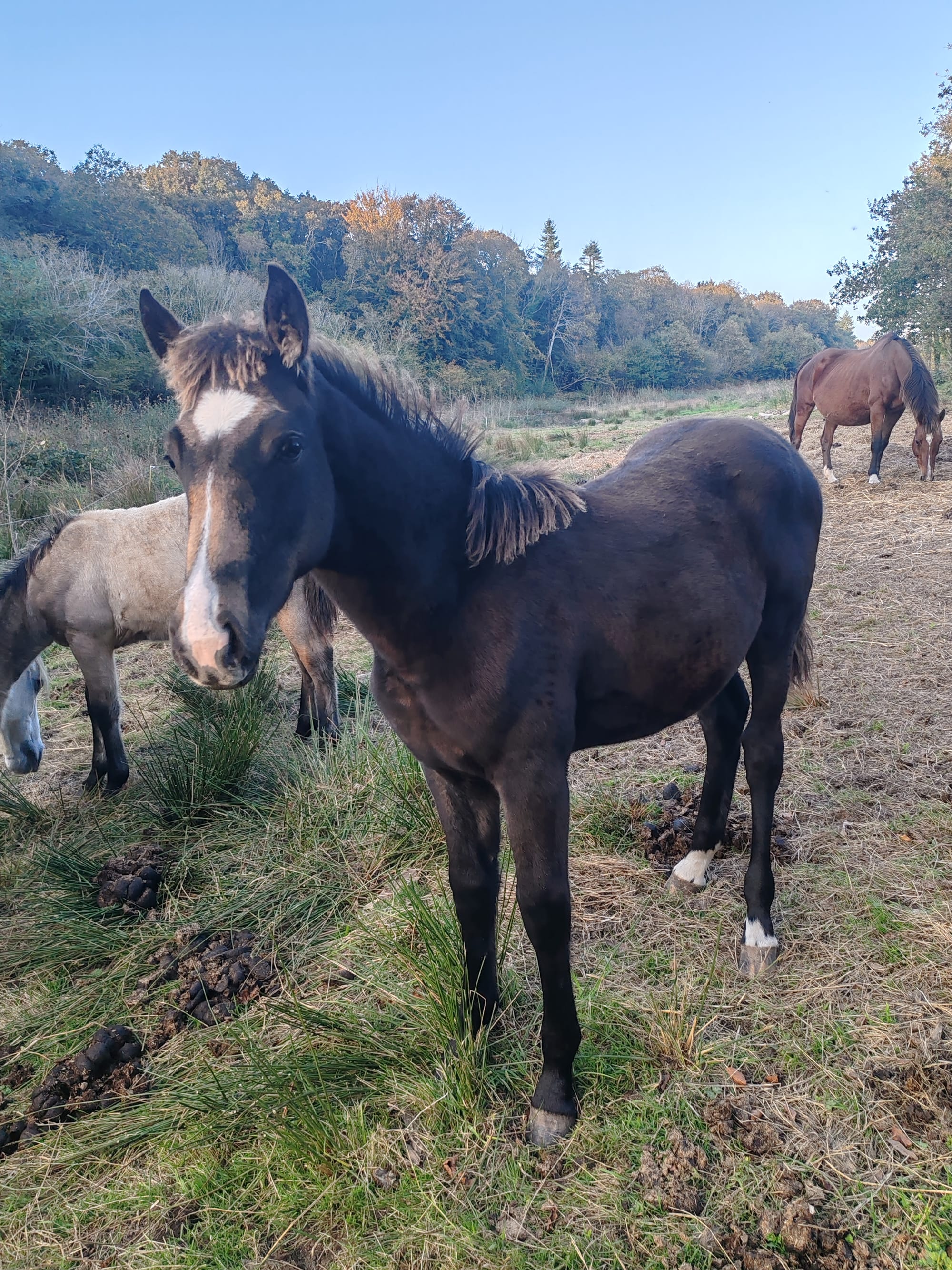 Panam Toul ar c'hoat ( a vendre )