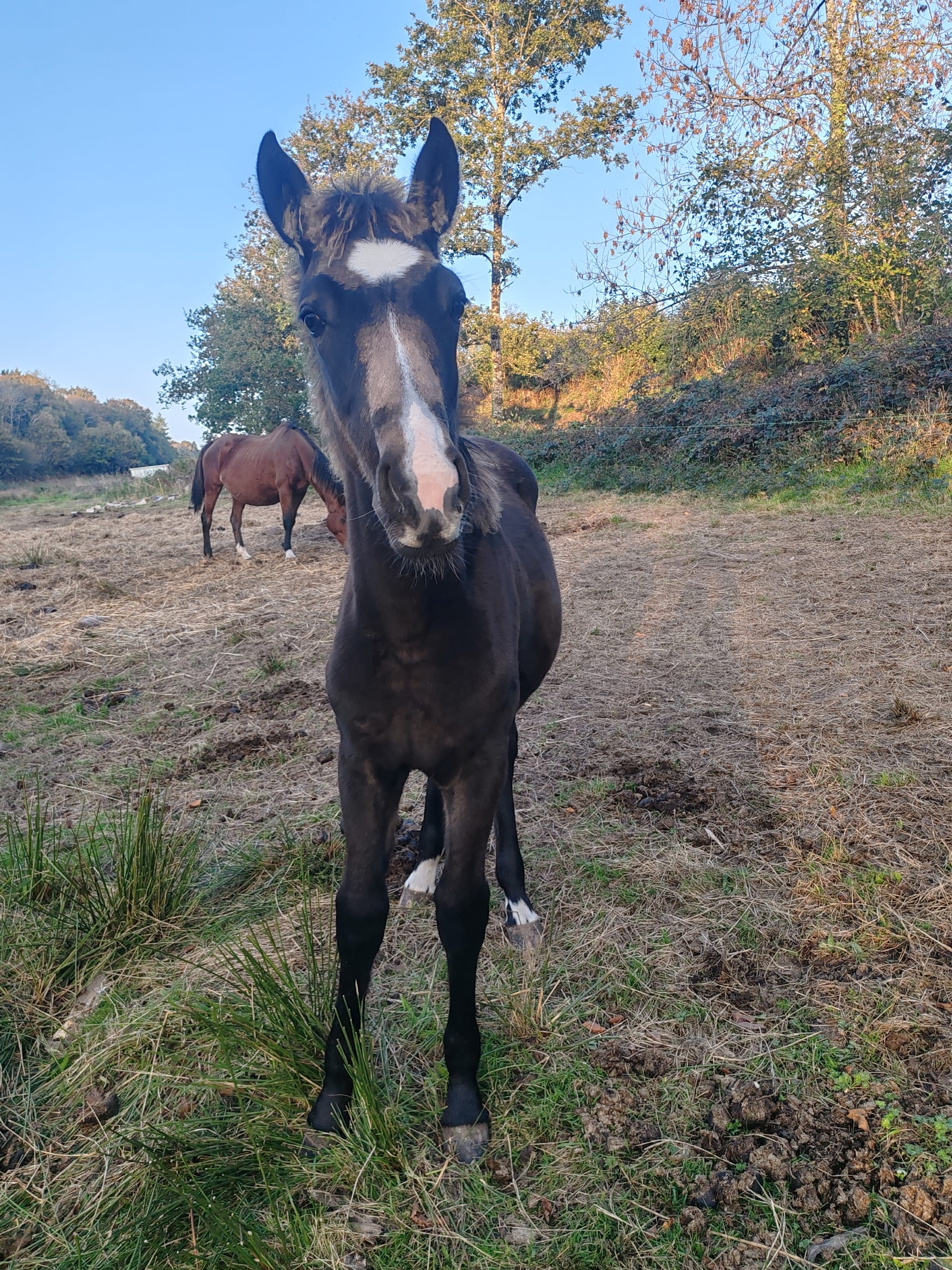 Panam Toul ar c'hoat ( a vendre )