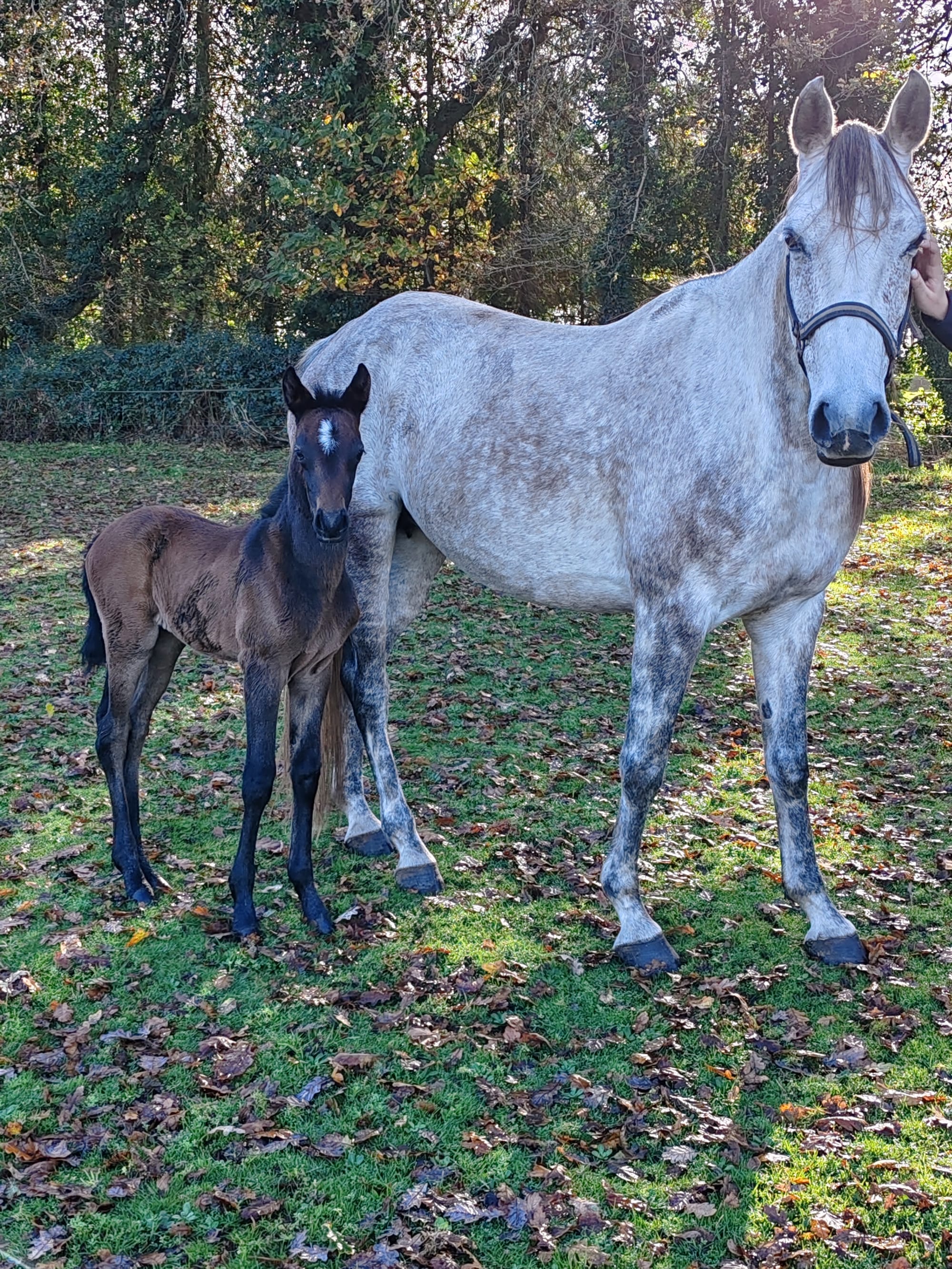 Prince toul ar c'hoat