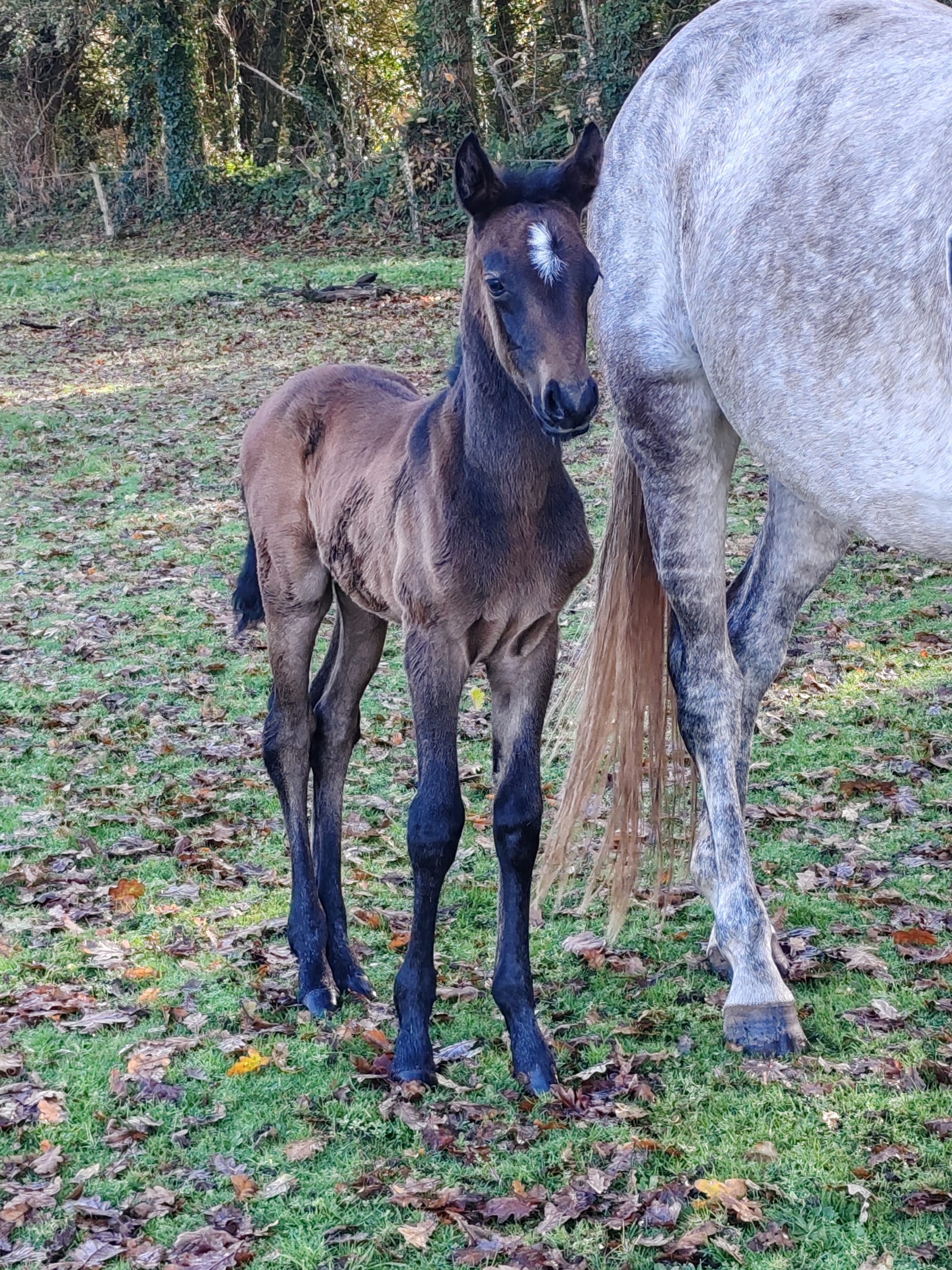 Prince toul ar c'hoat