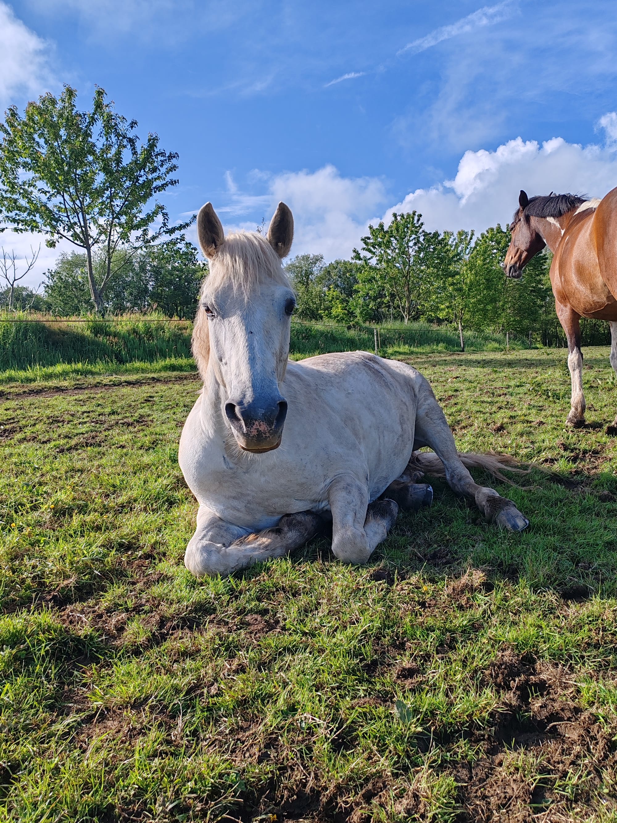 galice toul ar c'hoat