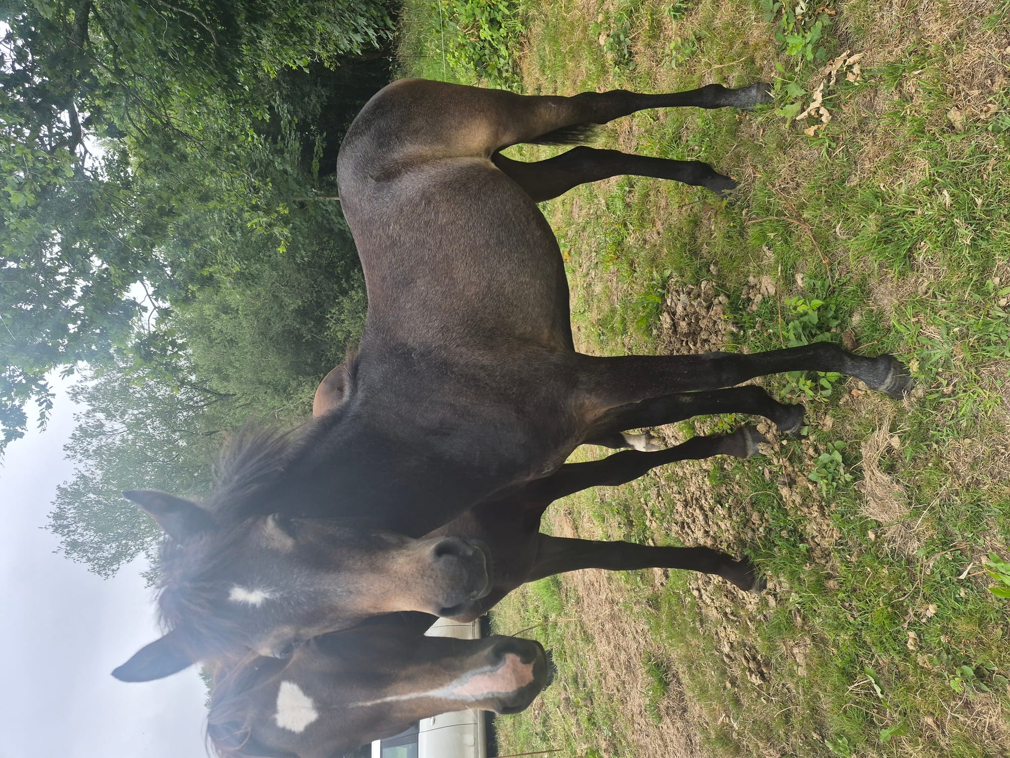 Prince toul ar c'hoat ( a vendre )
