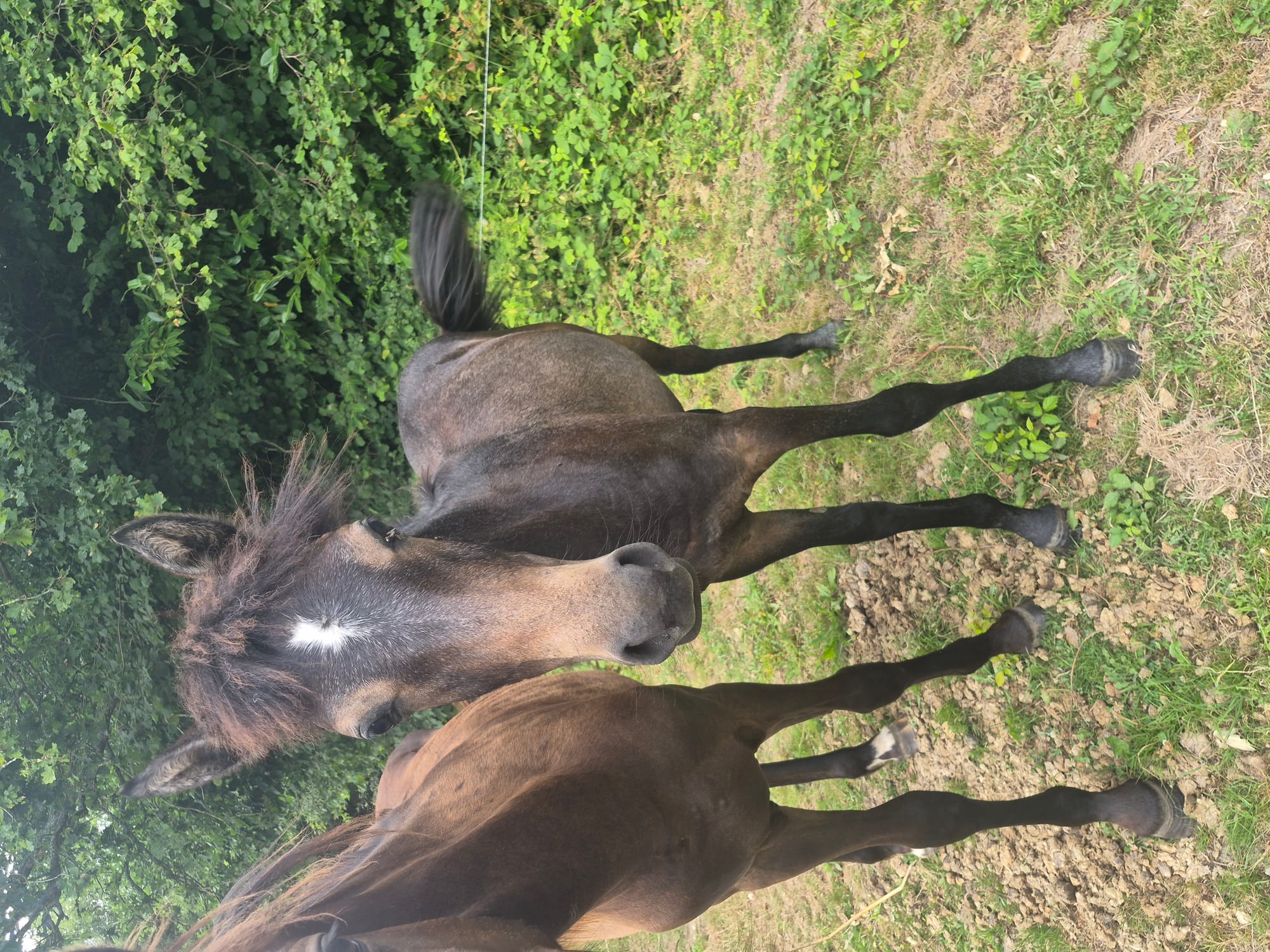 Prince toul ar c'hoat ( a vendre )