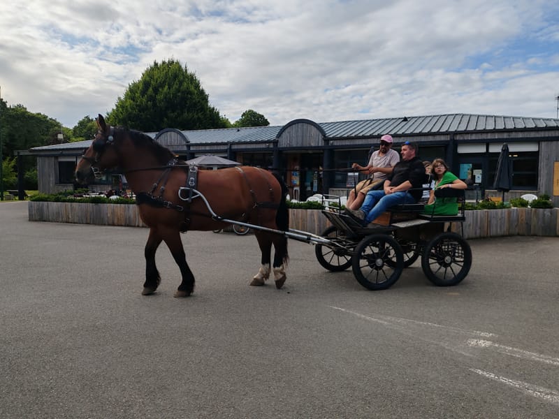 Balade en attelage