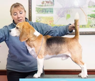 DEACONFIELD HOUNDS - PART 2 image