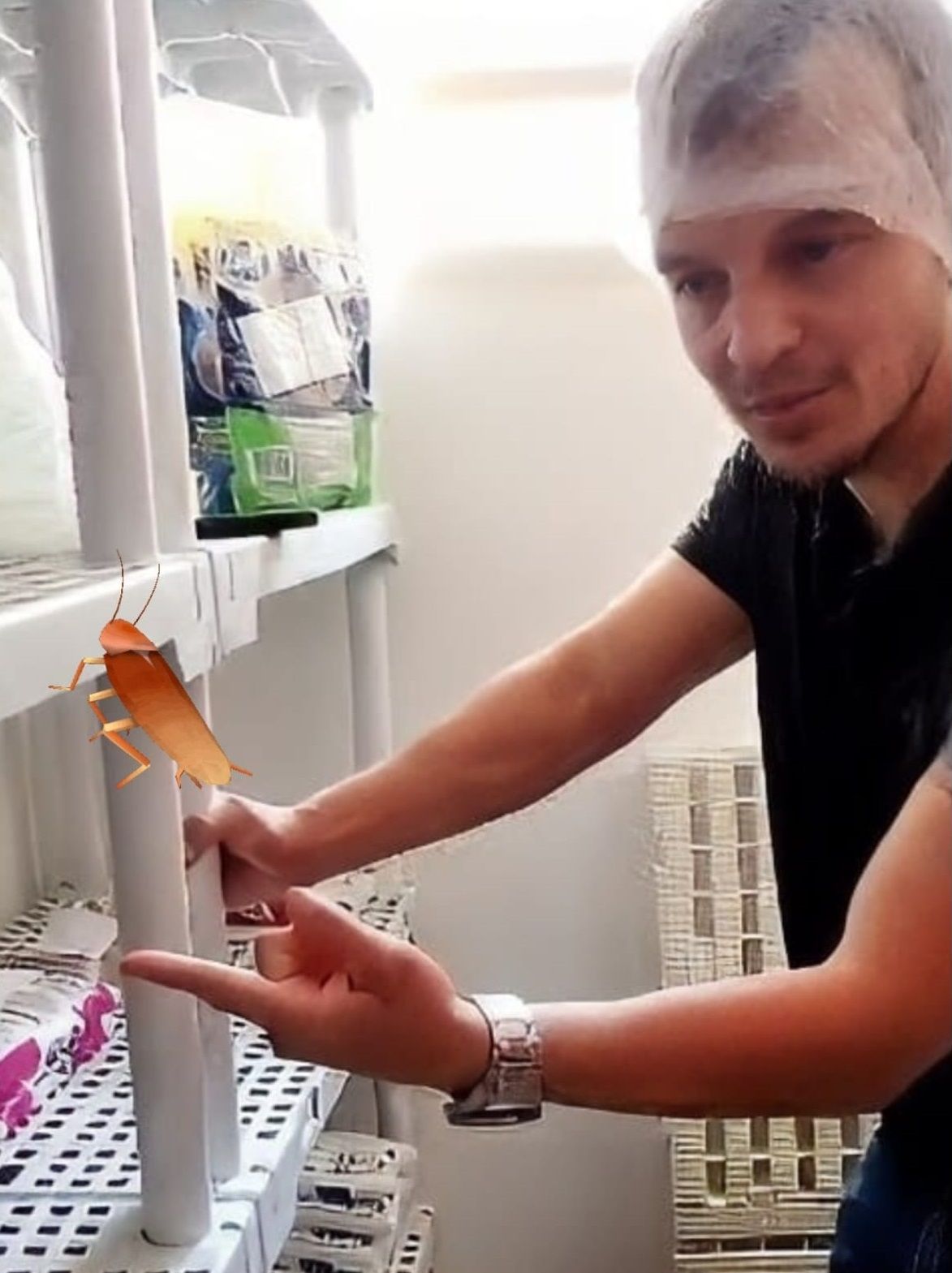 INFESTAÇÃO DE BARATAS NA CRECHE!