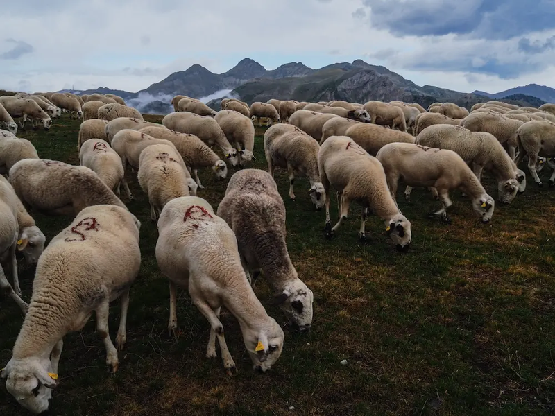 Exploring the lives of modern shepherd-women in Spain and beyond.