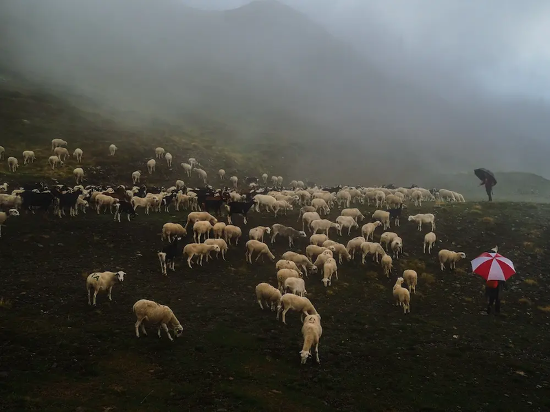 Exploring the lives of modern shepherd-women in Spain and beyond.