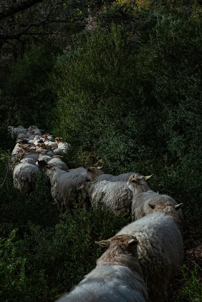 Exploring the lives of modern shepherd-women in Spain and beyond.