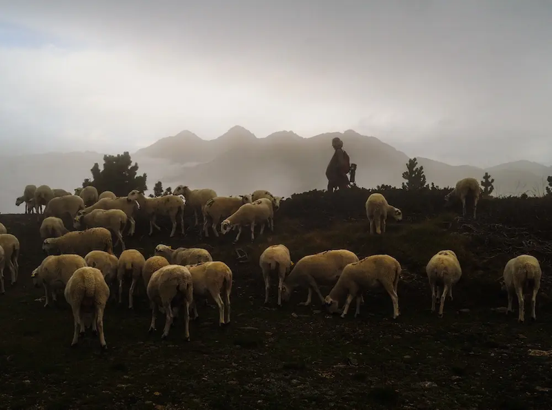 Exploring the lives of modern shepherd-women in Spain and beyond.
