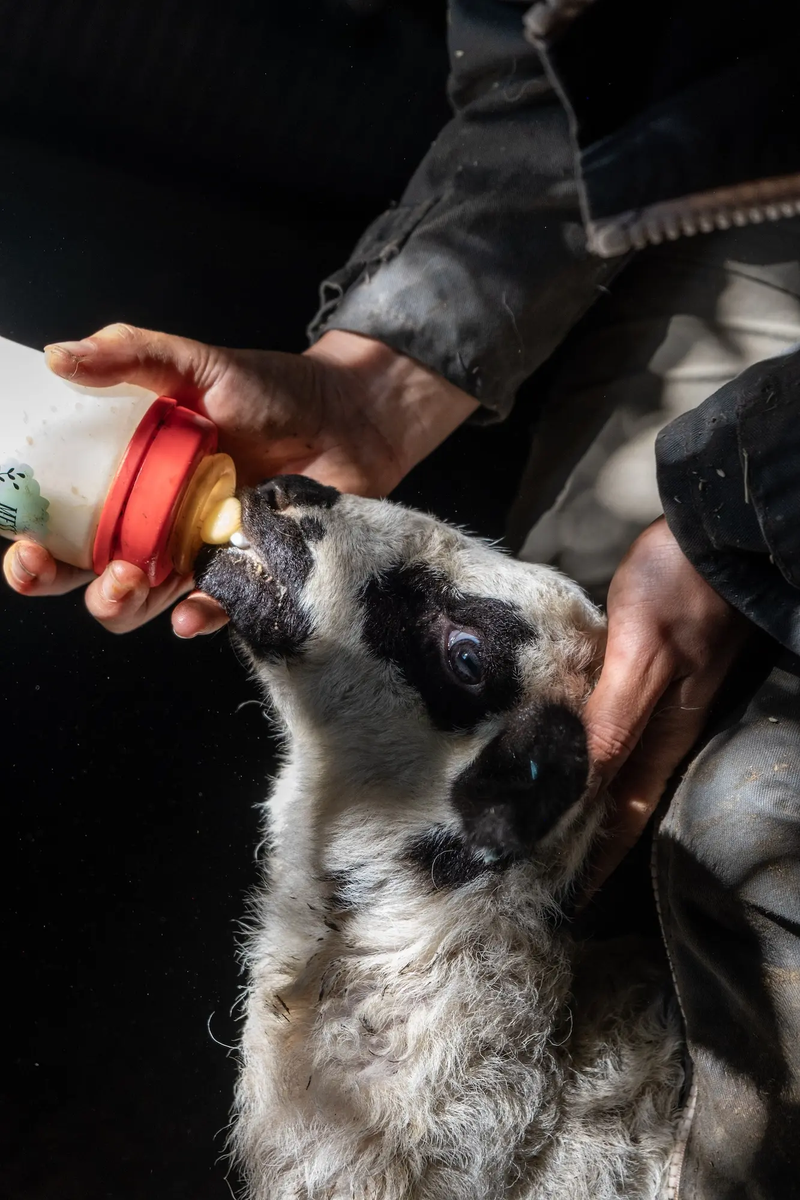 Exploring the lives of modern shepherd-women in Spain and beyond.