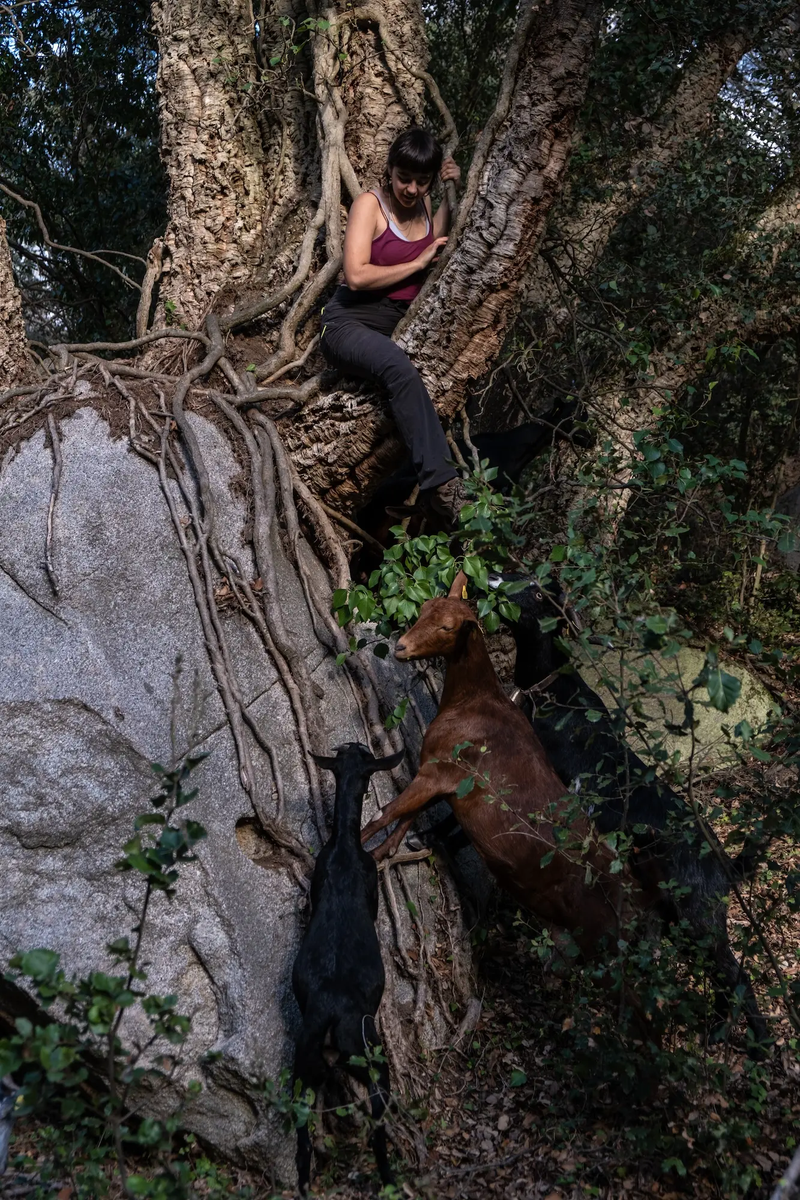 Exploring the lives of modern shepherd-women in Spain and beyond.
