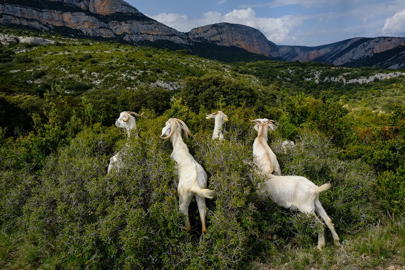 Exploring the lives of modern shepherd-women in Spain and beyond.