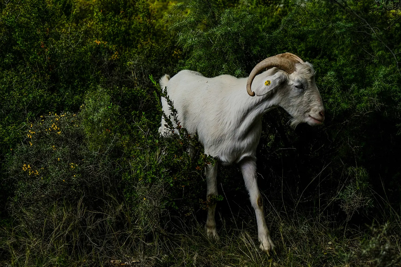 Exploring the lives of modern shepherd-women in Spain and beyond.