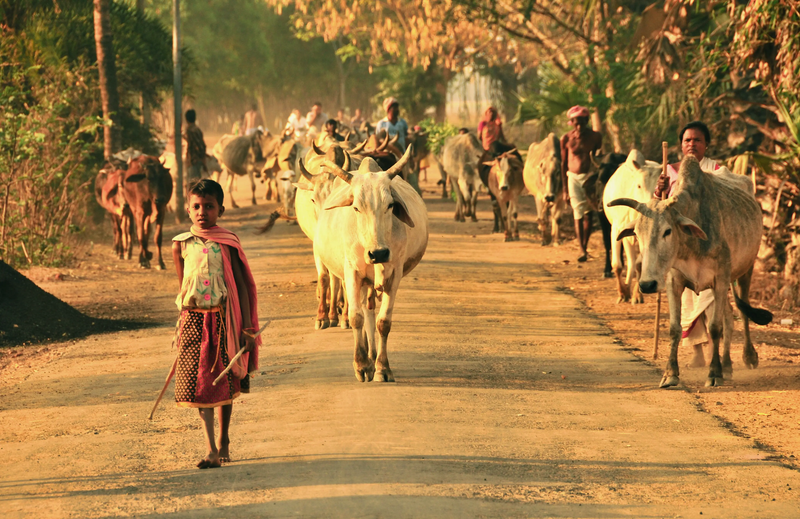 The Golden Afternoon