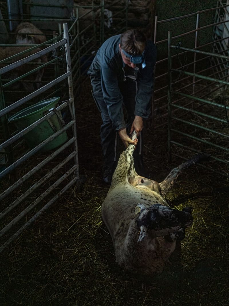 Exploring the lives of modern shepherd-women in Spain and beyond.