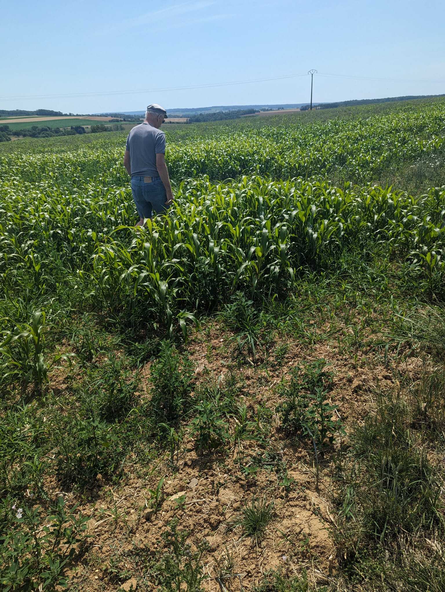 un homme avec une casquette bleue dans un champ de sorgho.