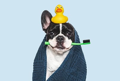 Qualifica "Operatore di Animal Care" (corso riconosciuto dalla Regione Puglia con AD 35 del 15/01/2025)