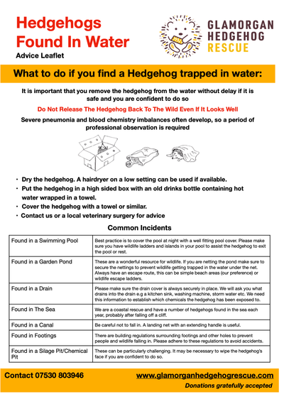 Hedgehogs Found In Water
