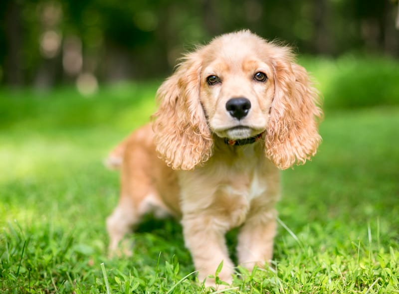 Puppy Steps to Confidence Programme