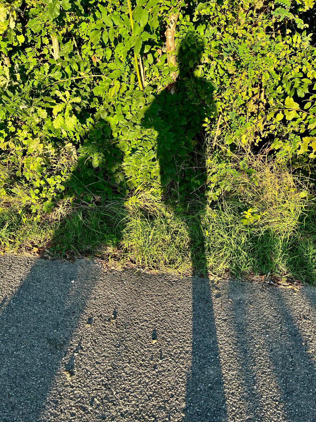 Phantom des Schattens