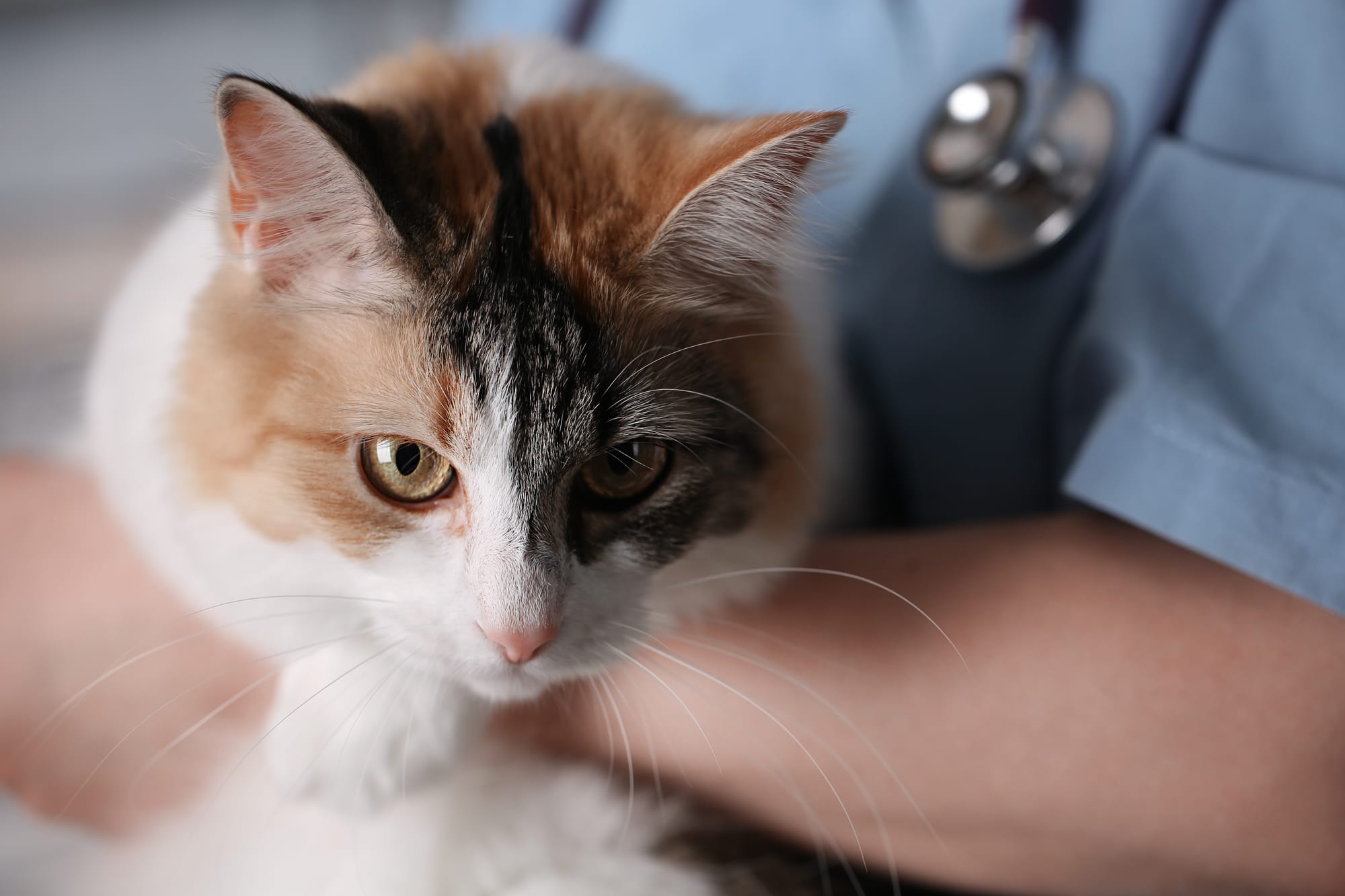WORST IN SHOW - PET HEALTH