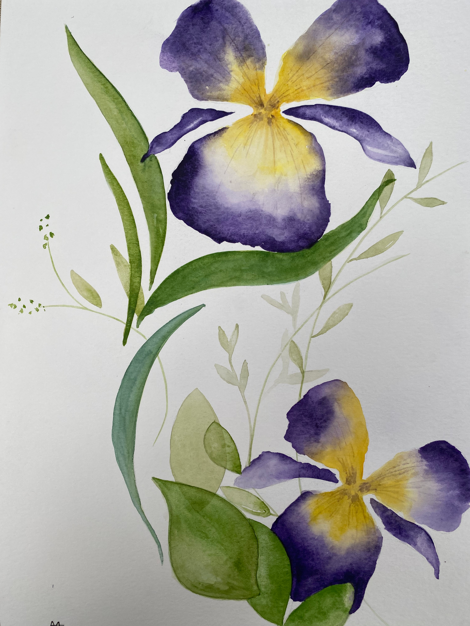 Two purple iris