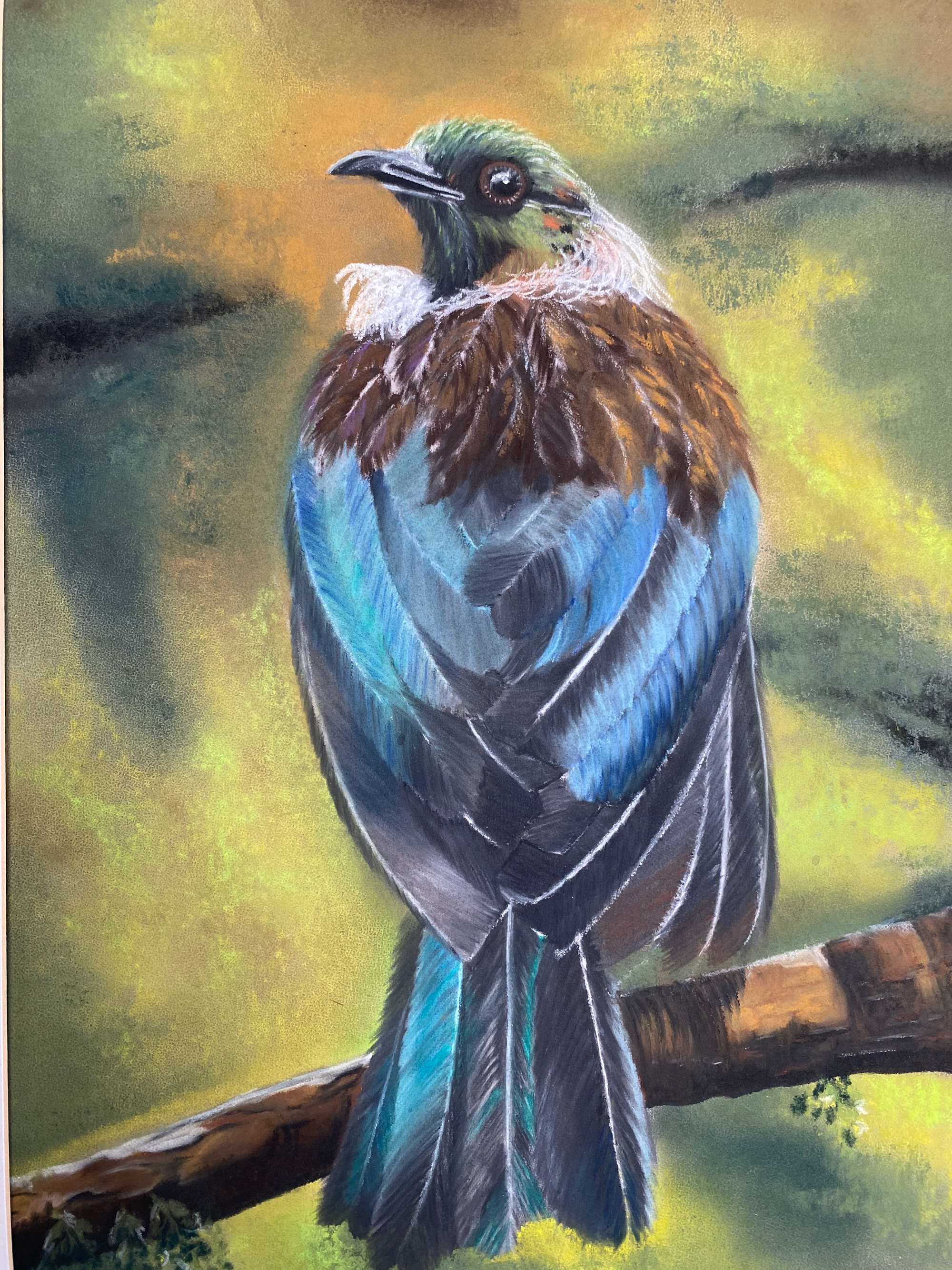 Tui bird in NZ