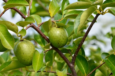 'הקץ המגולה': איחוד שיטת רבי אליעזר ורבי יהושע - סנהדרין צח, א