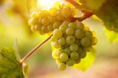 אהבת תורה: ענבי הגפן בענבי הגפן - מסכת הוריות יב, ב