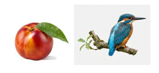 Tampa Regional Artists Colored Pencil Workshop